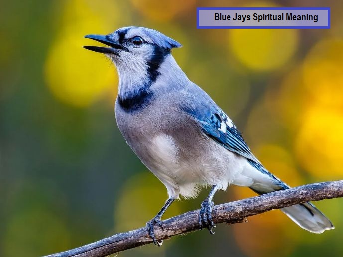 Blue Jays Spiritual Meaning