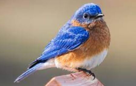 Bluebird Symbolism And Spiritual Meaning