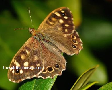 Brown Butterfly Spiritual Meaning Love