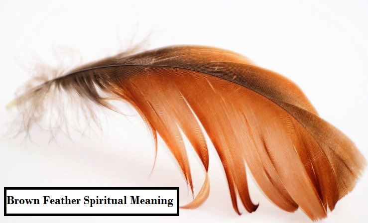 Signification spirituelle de la plume brune