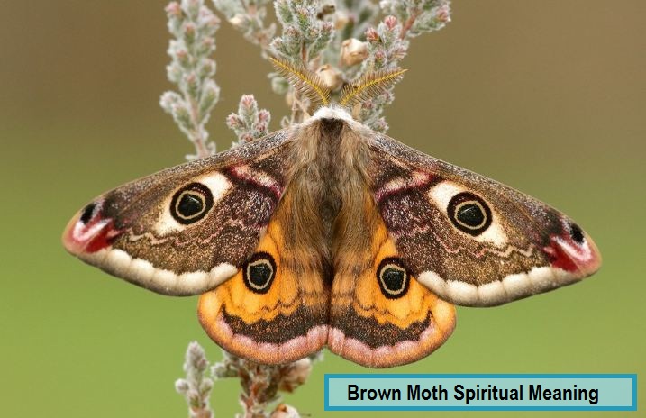 Brown Moth andlig betydelse