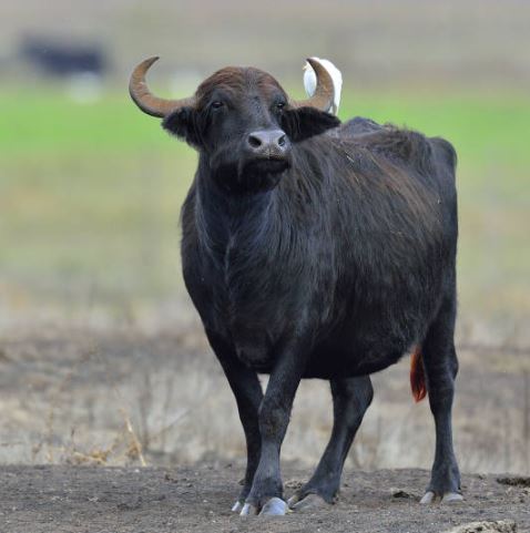 Krafttier Büffel