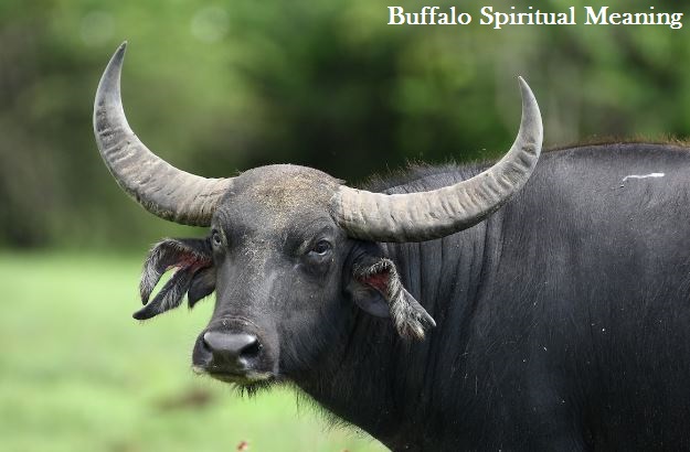 Spirituelle Bedeutung von Buffalo