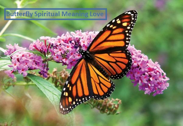 Butterfly Spiritual Meaning Love