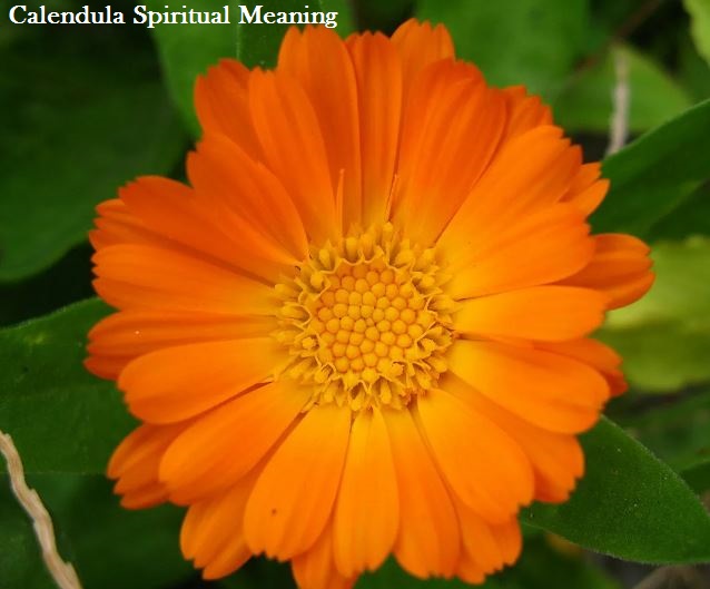 Calendula Spiritual Meaning