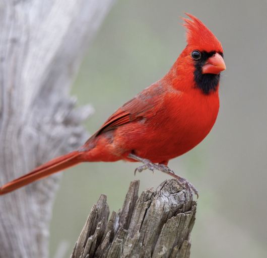 Oiseau cardinal