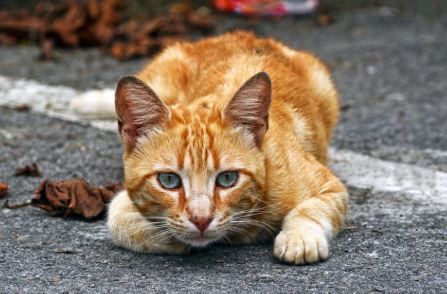 Cat Color Meanings Spiritual Orange