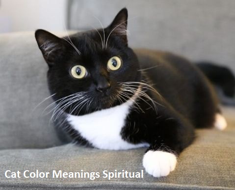 Cat Color Meanings Spiritual