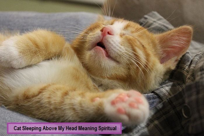 Cat Sleeping Above My Head Meaning Spiritual