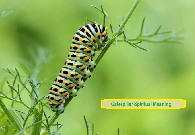 Caterpillar andlig betydelse