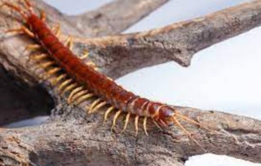Centipede Power Animal