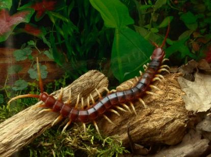 Centipede Spiritual Meaning Adaptability