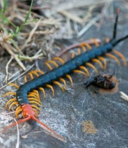 Centipede Spiritual Meaning Fear