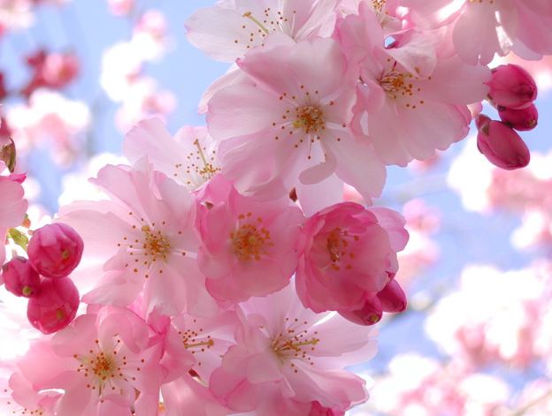 Cherry Blossom Spiritual Meanings