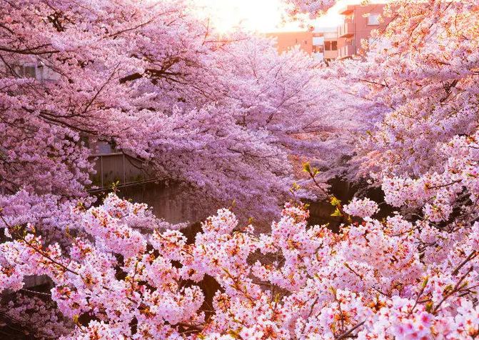 Cherry Blossoms In Different Cultures