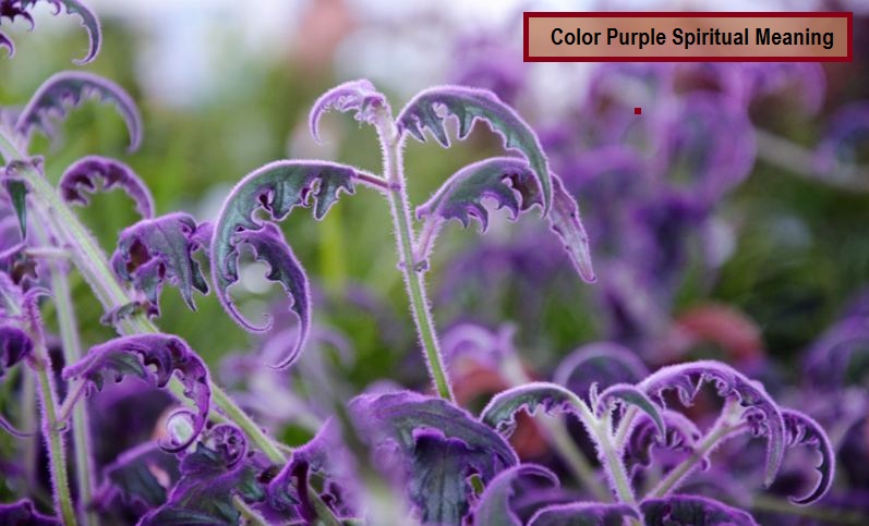 Color Purple Spiritual Meaning