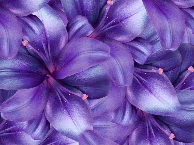 Color Purple Spiritual Meanings in Different Cultures