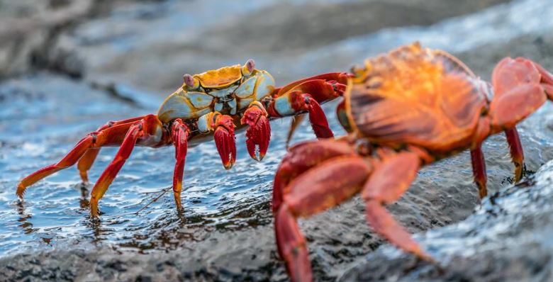 Crabs Swimming in The Water