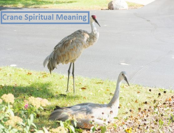 Crane Duhovno značenje