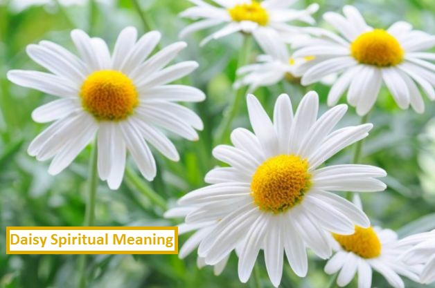 Daisy Spiritual Meaning
