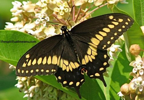 Different Black Butterfly Species And Their Meanings