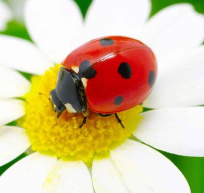 Do Ladybugs Bring Good Luck