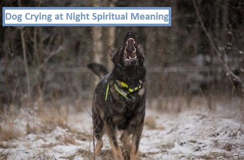 Dog Crying at Night Spiritual Meaning