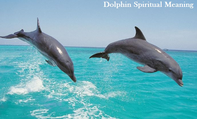 Δελφίνι πνευματικό νόημα