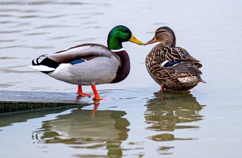 Duck-Inspired Spiritual Practices