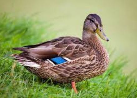 Ducks as Spiritual Messengers