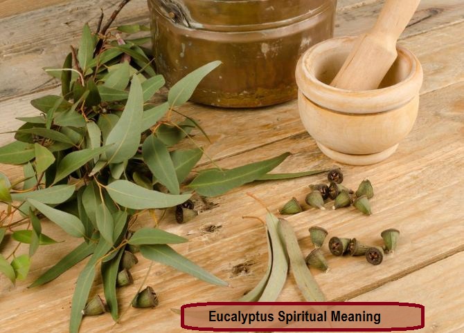 Eucalyptus Spiritual Meaning