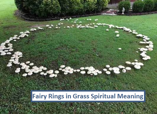 Fairy Rings i gräs andlig betydelse