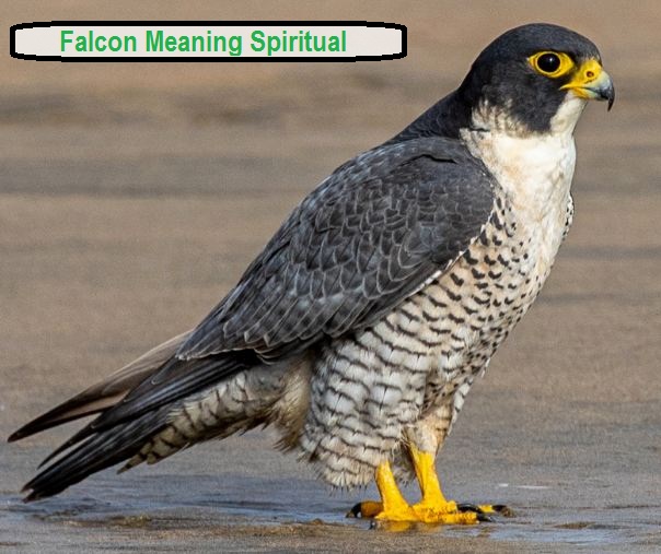 Falke bedeutet spirituell