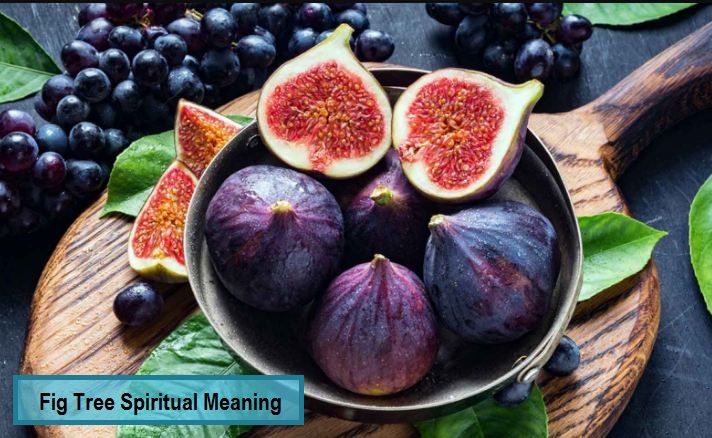 Fig Tree Spiritual Meaning