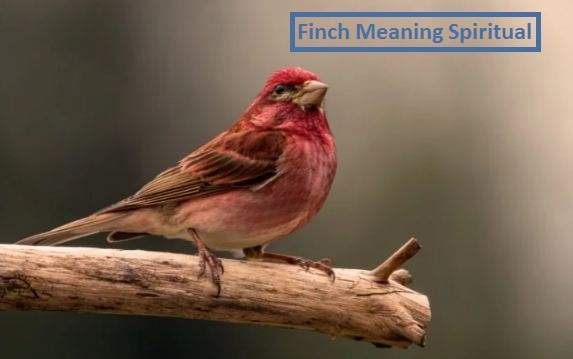 Finch Meaning Spiritual