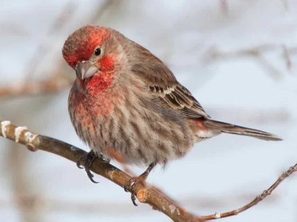 Finch Symbolism and Spiritual Meaning