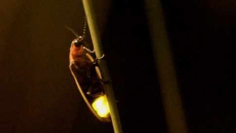 Fireflies and Nighttime Symbolism