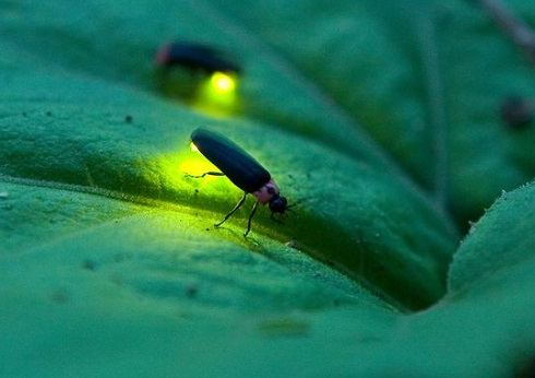 Firefly Encounters and Firefly Omens