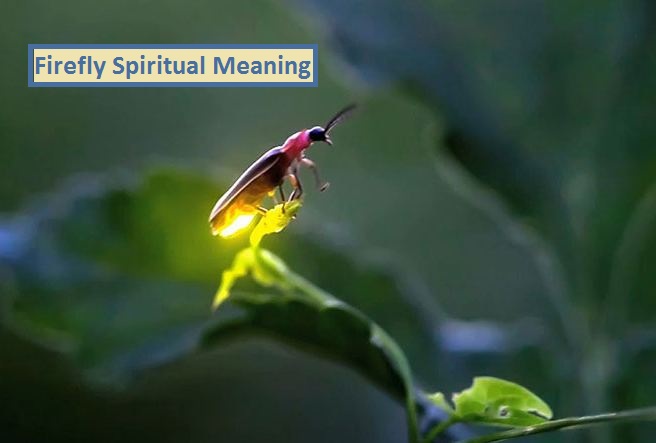 Firefly Spiritual Meaning