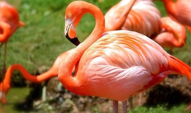 Flamingo-voorteken & Bijgeloof