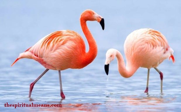 Flamingo krachtdier