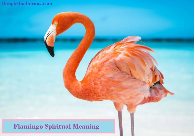 Flamingo spirituele betekenis