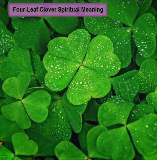 Four-Leaf Clover Spiritual Meaning