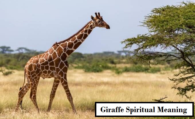 Giraff andlig betydelse