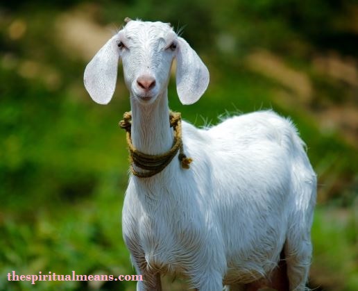 Goat Spiritual Meaning Bible
