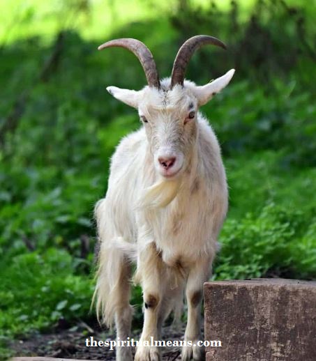 Goat Totem Animal