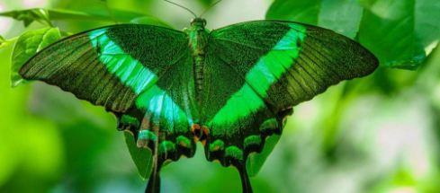 Green Butterfly Spiritual Intsingiselo Uthando