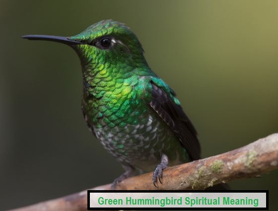 Green Hummingbird Spiritual Meaning