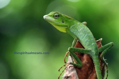 Green Lizard Spiritual Meaning