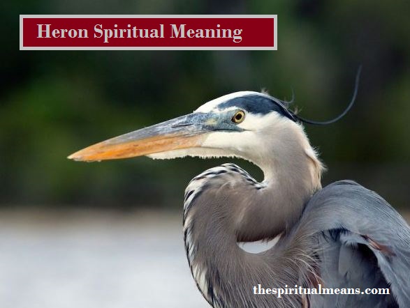 Heron Spiritual Meaning